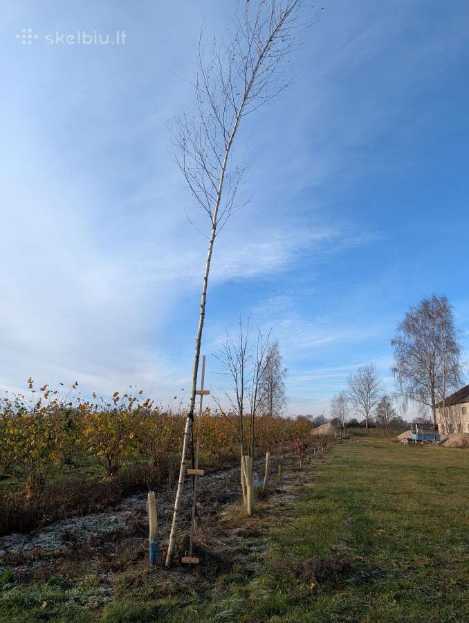 Parduodu pušų/ Ąžuolų/ liepų sodmenys persodinimas - nuotraukos Nr. 37
