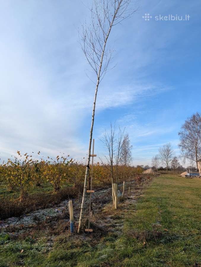 Parduodu pušų/ Ąžuolų/ liepų sodmenys persodinimas - nuotraukos Nr. 38