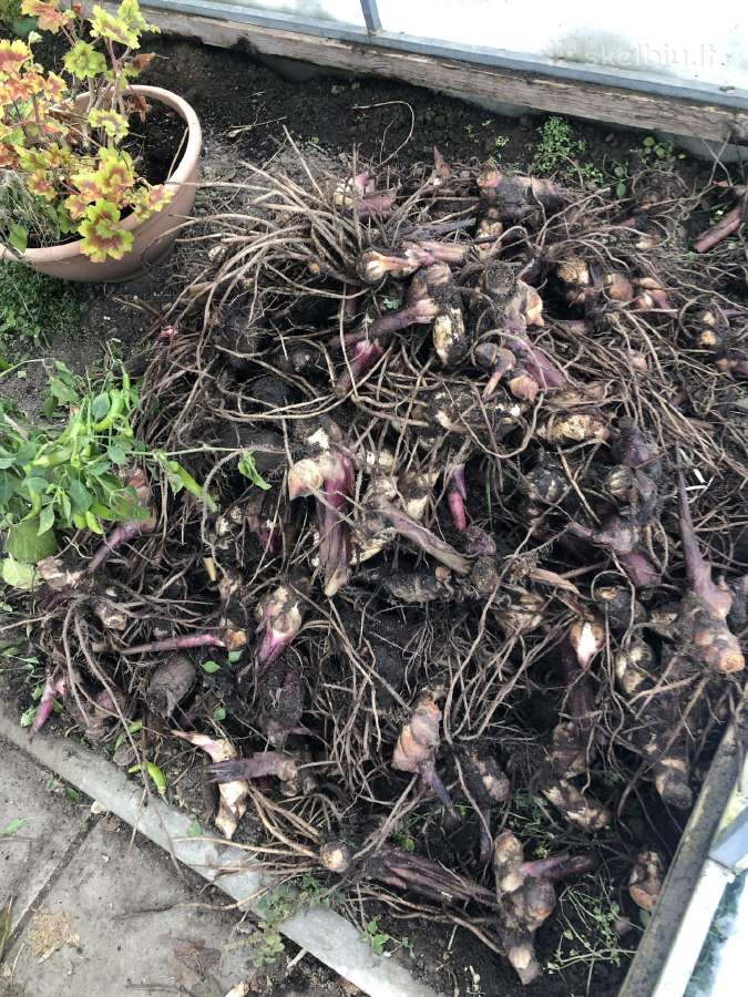 Kanos Russian red ir kitos - nuotraukos Nr. 14