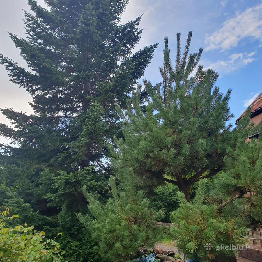 Parduodamas 12 a.žemės sodas su namu s/b"dituva" - nuotraukos Nr. 23