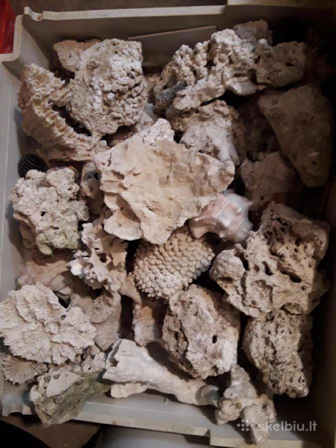Akmuo jurinem akvariumiu - nuotraukos Nr. 7