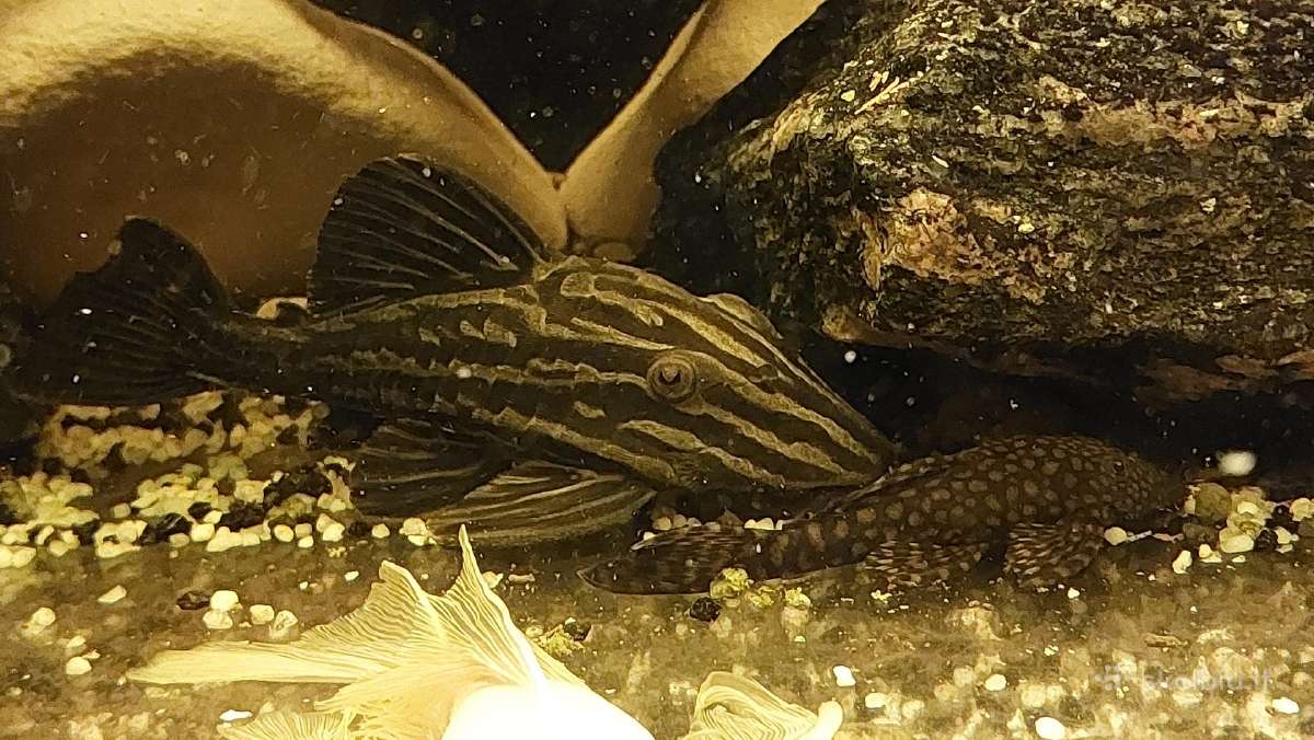 Akvariumas 450l. Su visa iranga ir spintele. - nuotraukos Nr. 7