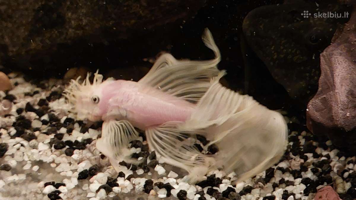 Akvariumas 450l. Su visa iranga ir spintele. - nuotraukos Nr. 9