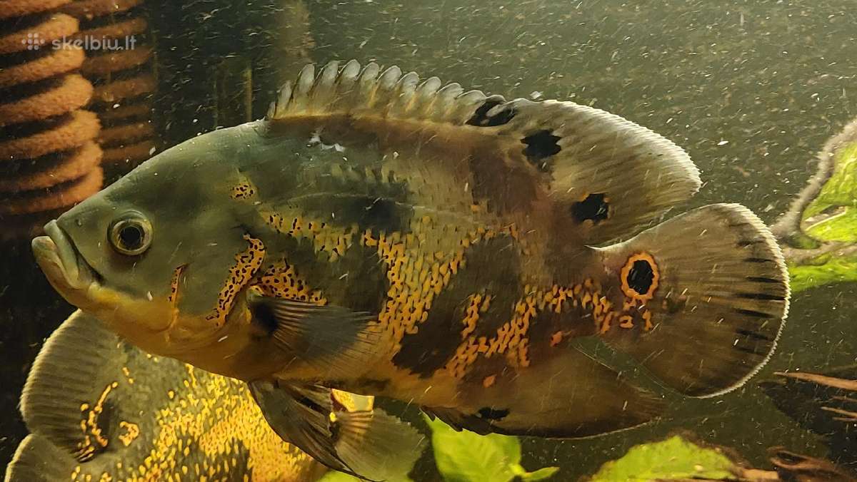 Akvariumas 450l. Su visa iranga ir spintele. - nuotraukos Nr. 10