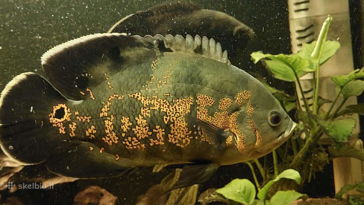 Akvariumas 450l. Su visa iranga ir spintele. - nuotraukos Nr. 11