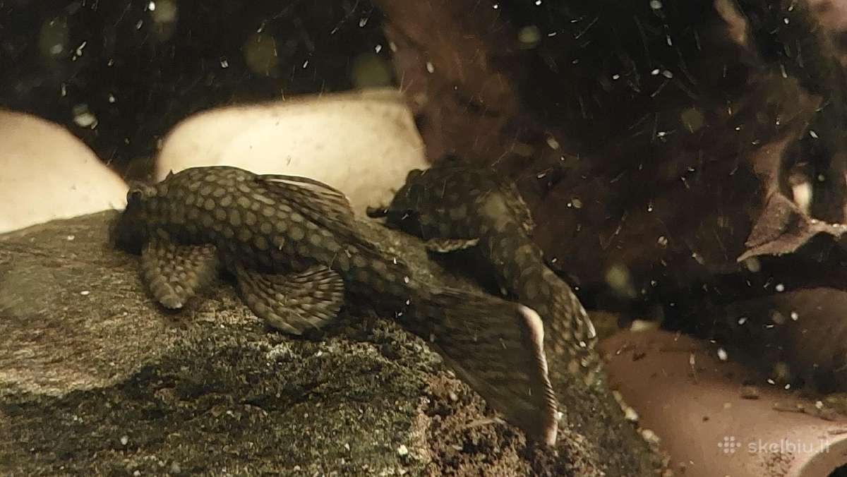 Akvariumas 450l. Su visa iranga ir spintele. - nuotraukos Nr. 12