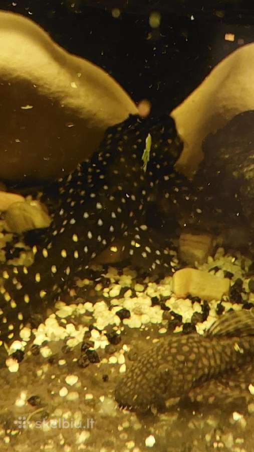 Akvariumas 450l. Su visa iranga ir spintele. - nuotraukos Nr. 13