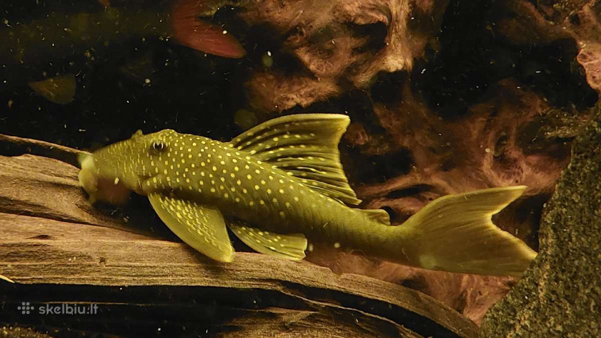 Akvariumas 450l. Su visa iranga ir spintele. - nuotraukos Nr. 14