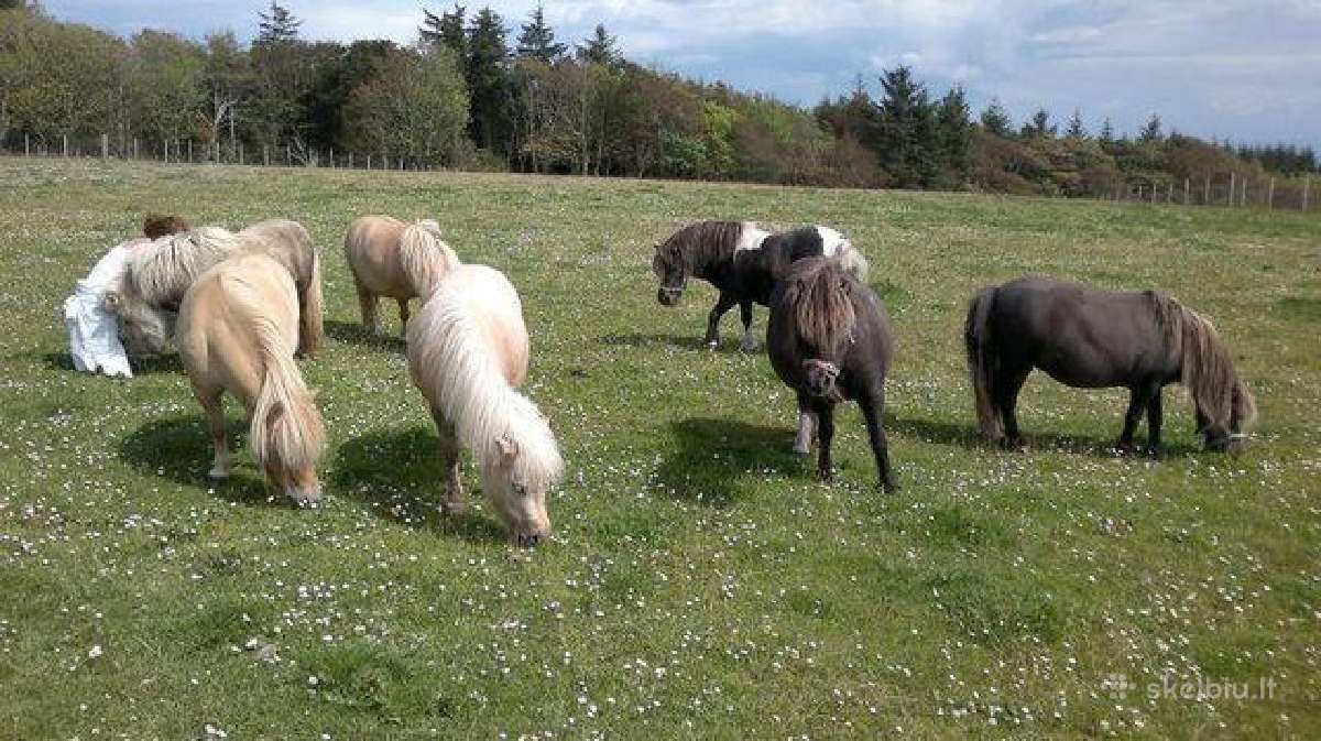 Poni eržiliukai kergimui