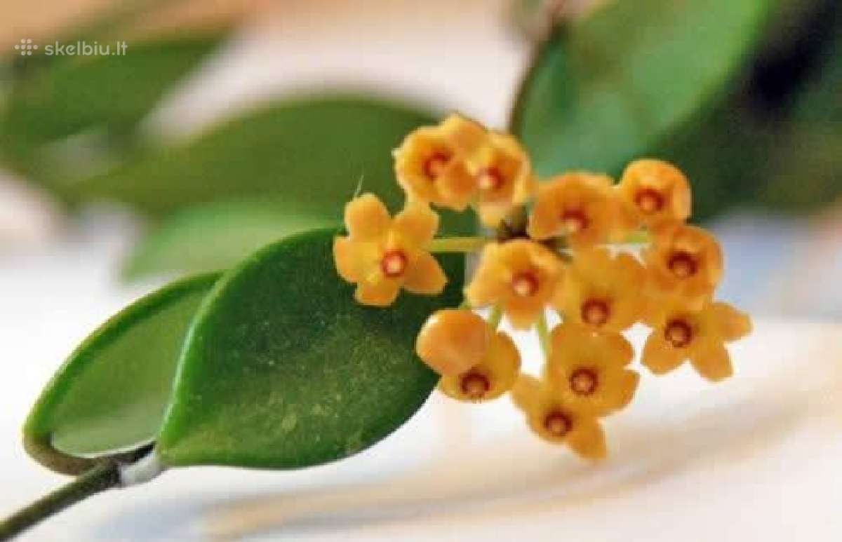 Hoya Pubera,bella,curtisiai
