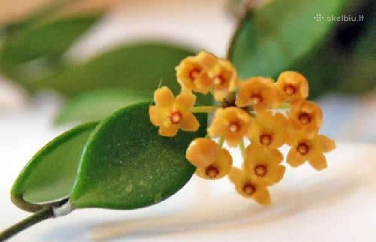 Hoya Pubera, h.bella, h.curtisiya, dischidiya