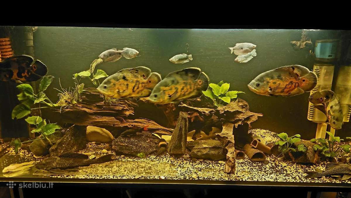 Akvariumas 450l. Su visa iranga ir spintele. - nuotraukos Nr. 15