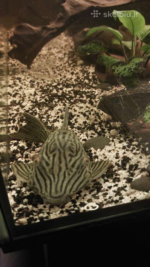 Akvariumas 450l. Su visa iranga ir spintele. - nuotraukos Nr. 16