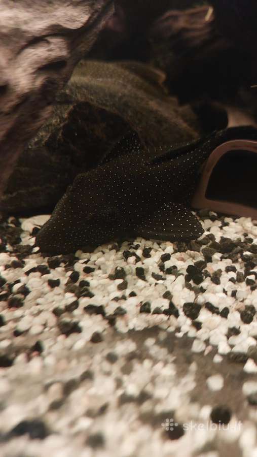 Akvariumas 450l. Su visa iranga ir spintele. - nuotraukos Nr. 17
