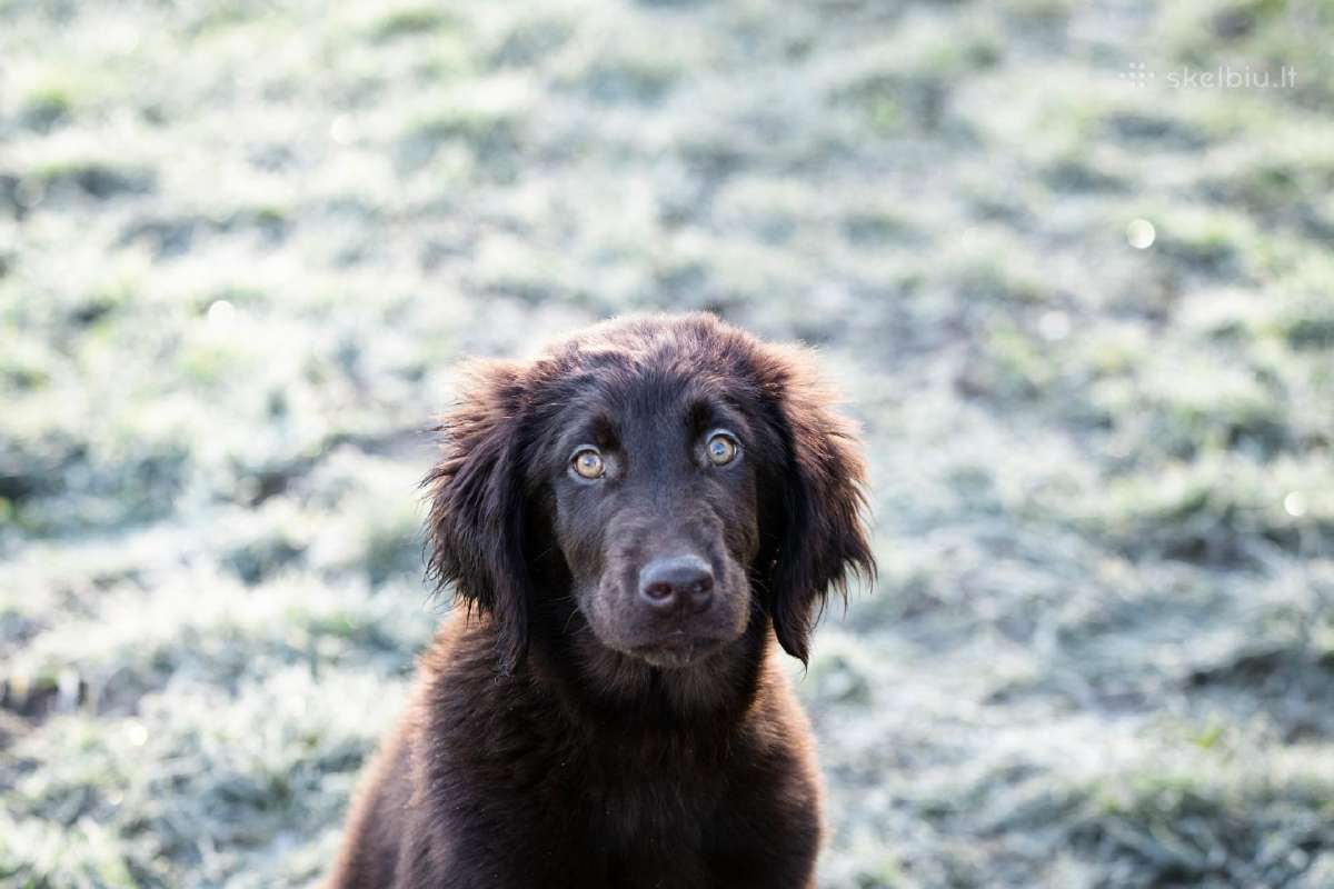 Lygiaplaukiai ir Labradoro retriveriai- Gojus - nuotraukos Nr. 27