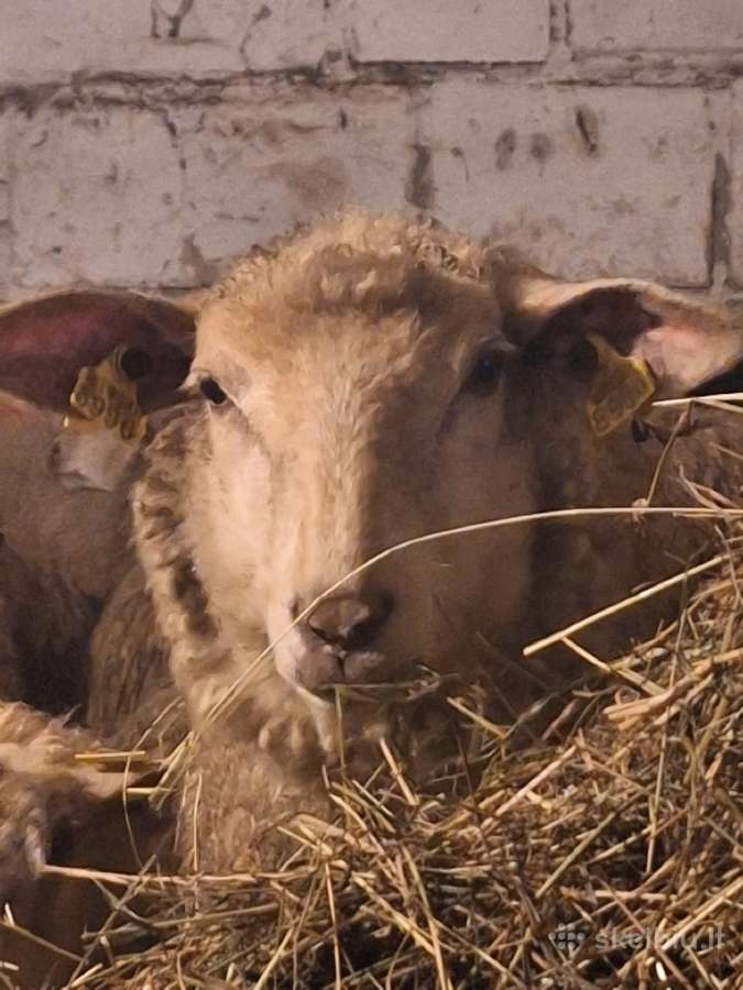Perku avis