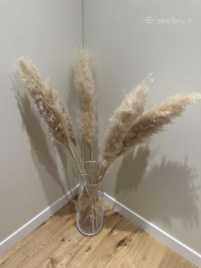 Džiovintų pampų žolė, kortaderija, smilga - nuotraukos Nr. 2