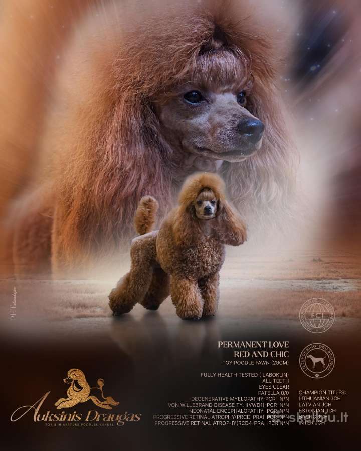 Toy pudelis kergimui. Yra palikuonių - nuotraukos Nr. 2