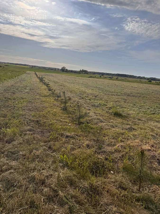 Sklypas Dreverna -Priekulė, 48 arų - nuotraukos Nr. 3