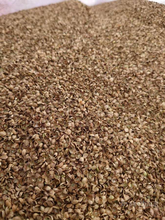Kanapių sėklų lukštai kūrenimui - nuotraukos Nr. 2