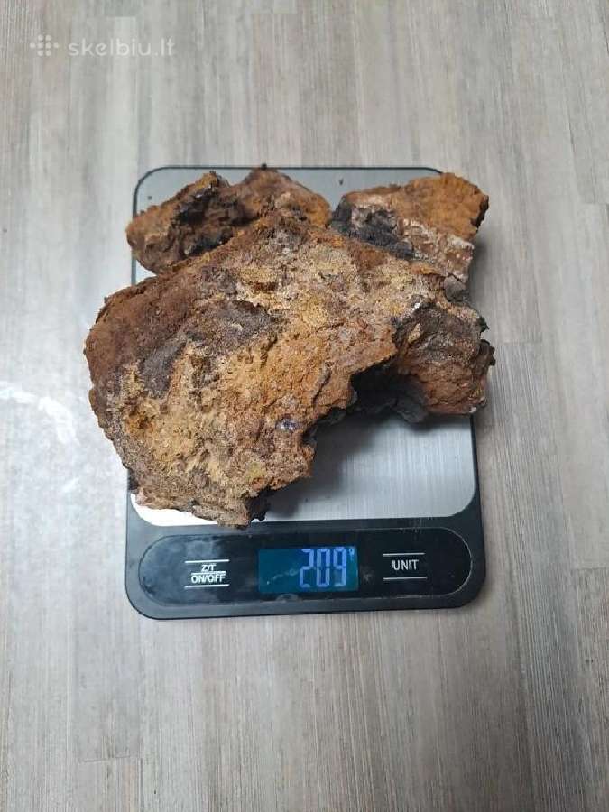 Juodasis grybas čaga