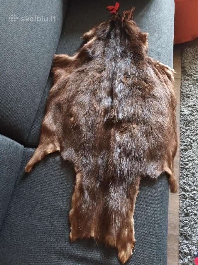 Išdirbti bebrų kailiai, įvairių dydžių 20 Eur.