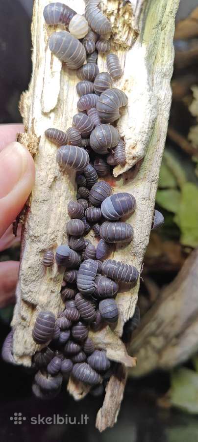 Armadillo officinalis (vėdarėliai, isopods)