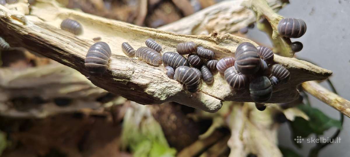 Armadillo officinalis (vėdarėliai, isopods) - nuotraukos Nr. 2