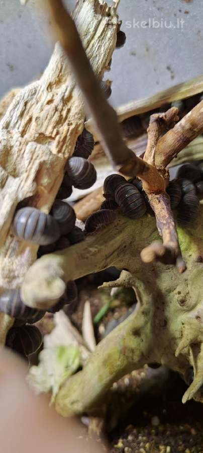 Armadillo officinalis (vėdarėliai, isopods) - nuotraukos Nr. 3
