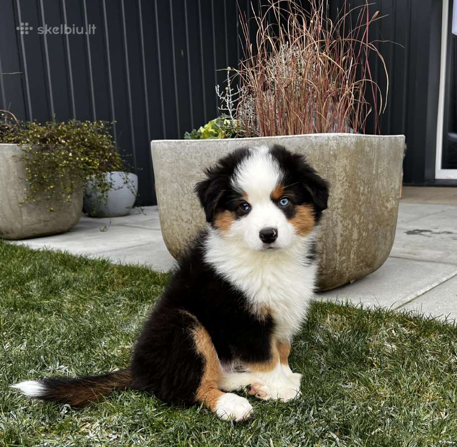 Mini Aussie /Miniatiūrinis amerikos avigan. /Mas - nuotraukos Nr. 13