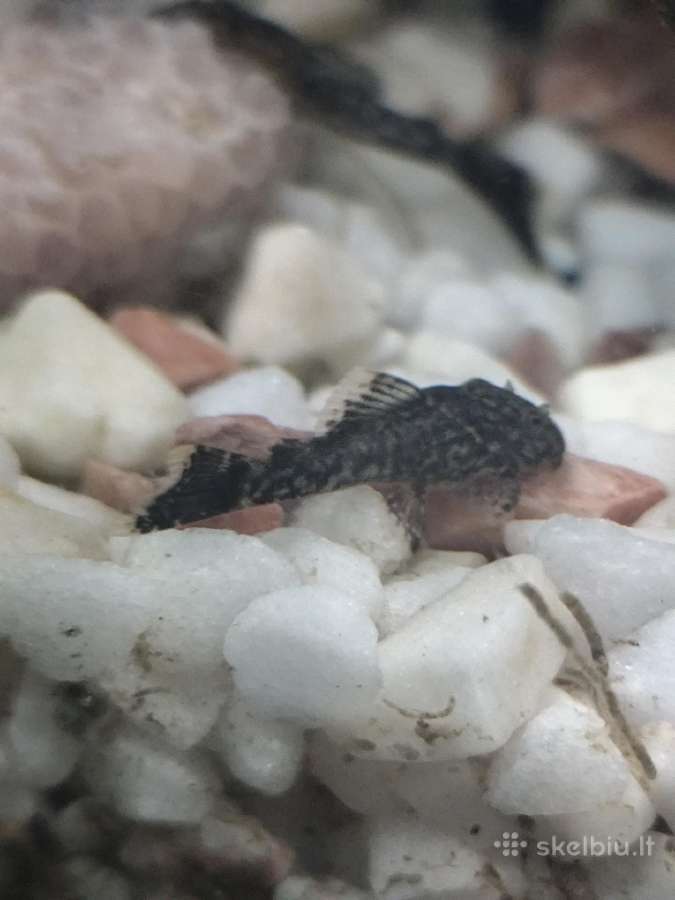 Parduodu arba keičiu šamukus anticitrusus - nuotraukos Nr. 3