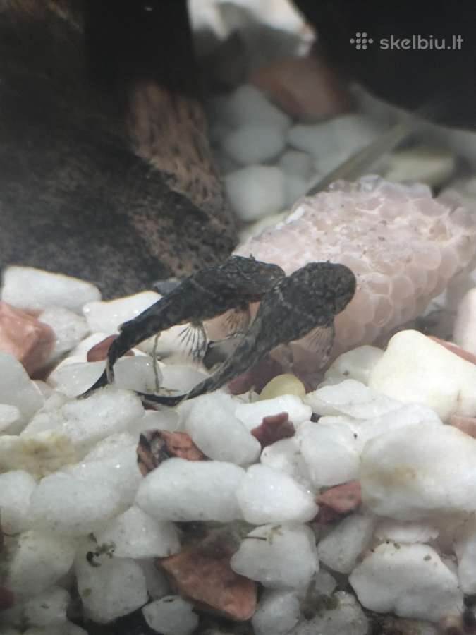 Parduodu arba keičiu šamukus anticitrusus - nuotraukos Nr. 4