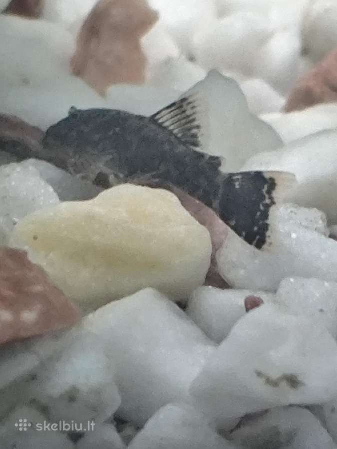 Parduodu arba keičiu šamukus anticitrusus - nuotraukos Nr. 2
