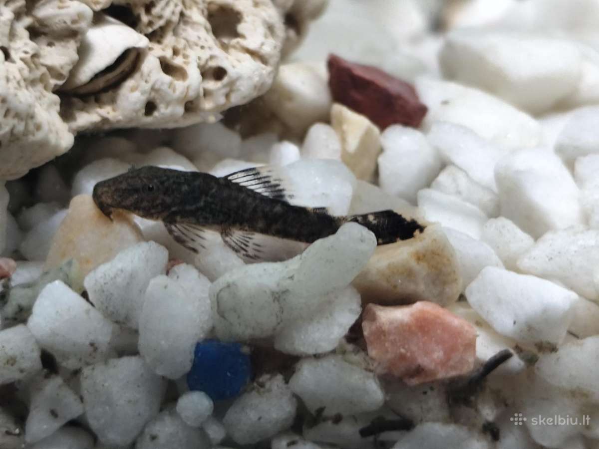 Parduodu arba keičiu šamukus anticitrusus - nuotraukos Nr. 5