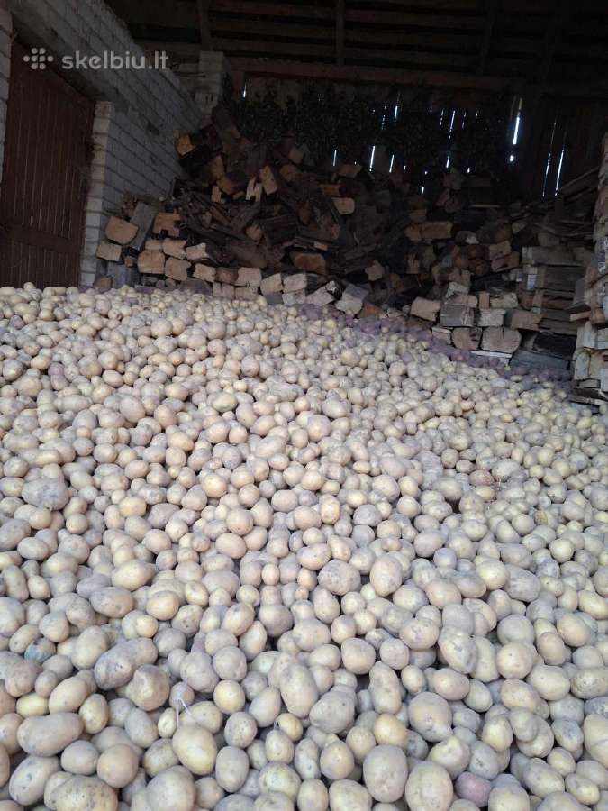 Ekologiškos bulvės iš šeimos ūkio! 0,30€ už 1 kg - nuotraukos Nr. 3