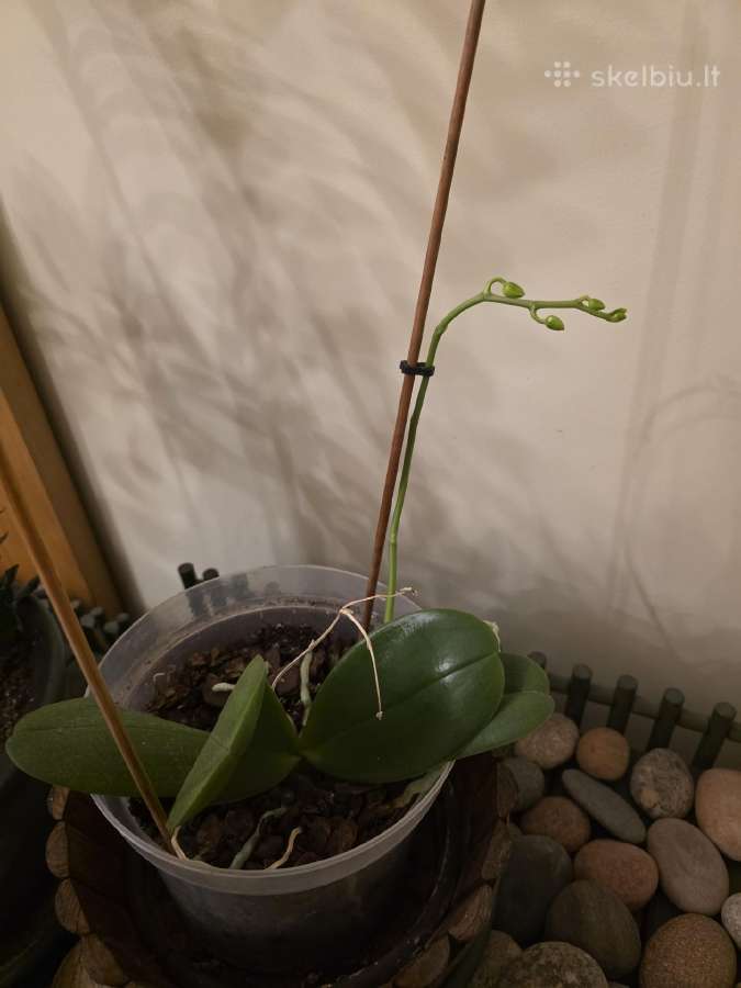 Orchidėja