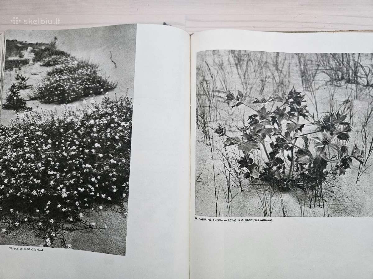 Vintažiniai albumai „žuvintas“ ir „Kuršių nerija“ - nuotraukos Nr. 3