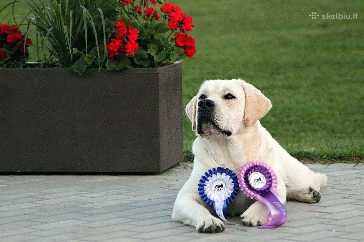 Labradoro retriveris reproduktorius kergimui