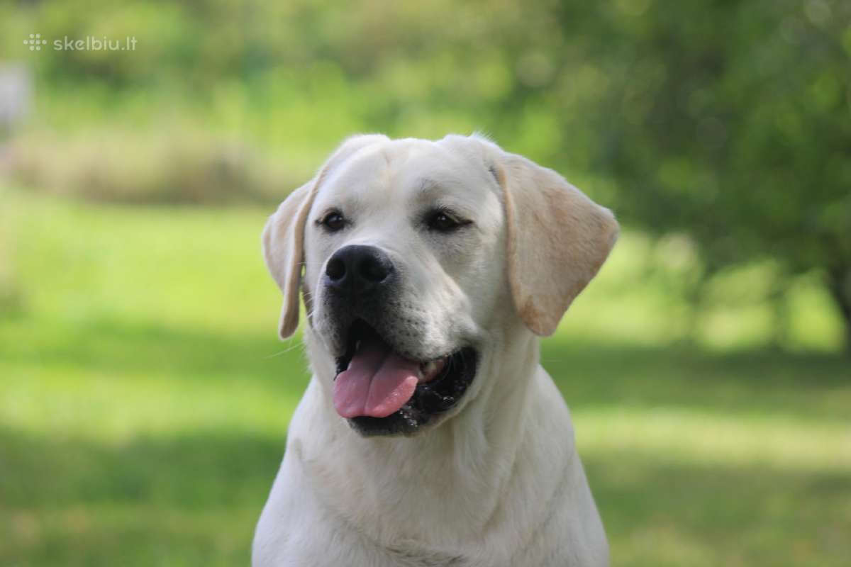 Labradoro retriveris reproduktorius kergimui - nuotraukos Nr. 6