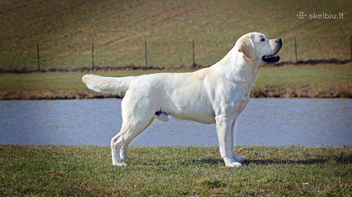 Labradoro retriveris reproduktorius kergimui - nuotraukos Nr. 8