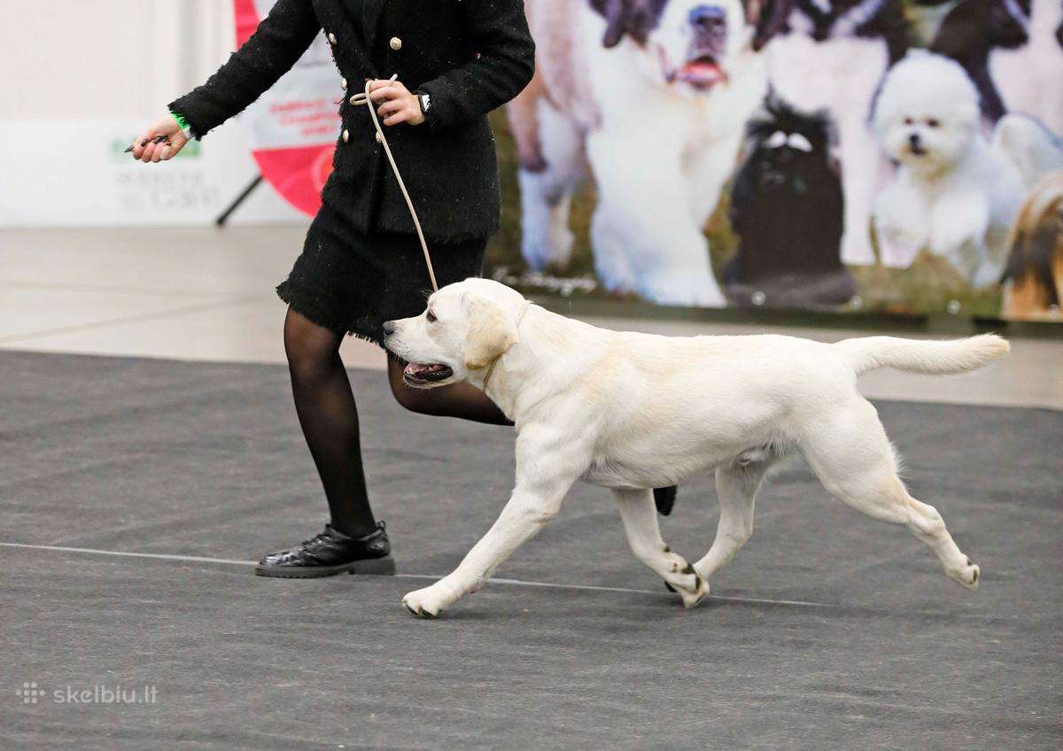 Labradoro retriveris reproduktorius kergimui - nuotraukos Nr. 10