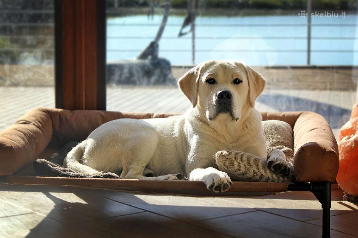 Labradoro retriveris reproduktorius kergimui - nuotraukos Nr. 11