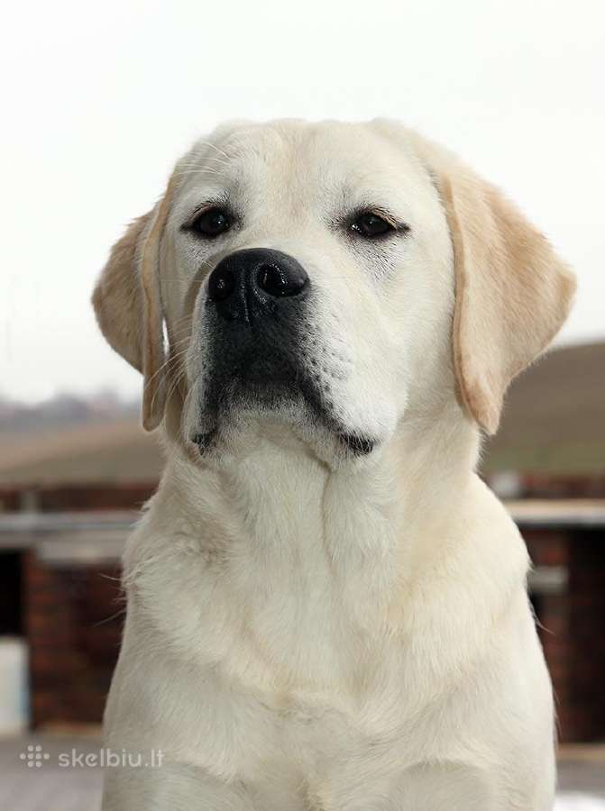 Labradoro retriveris reproduktorius kergimui - nuotraukos Nr. 12