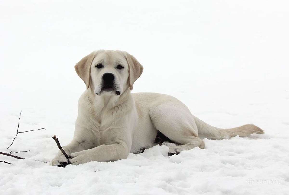 Labradoro retriveris reproduktorius kergimui - nuotraukos Nr. 13