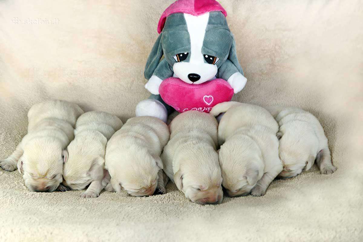 Kilmingi Labradoro retriverių veislės šuniukai - nuotraukos Nr. 3