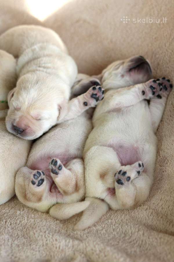 Kilmingi Labradoro retriverių veislės šuniukai - nuotraukos Nr. 21