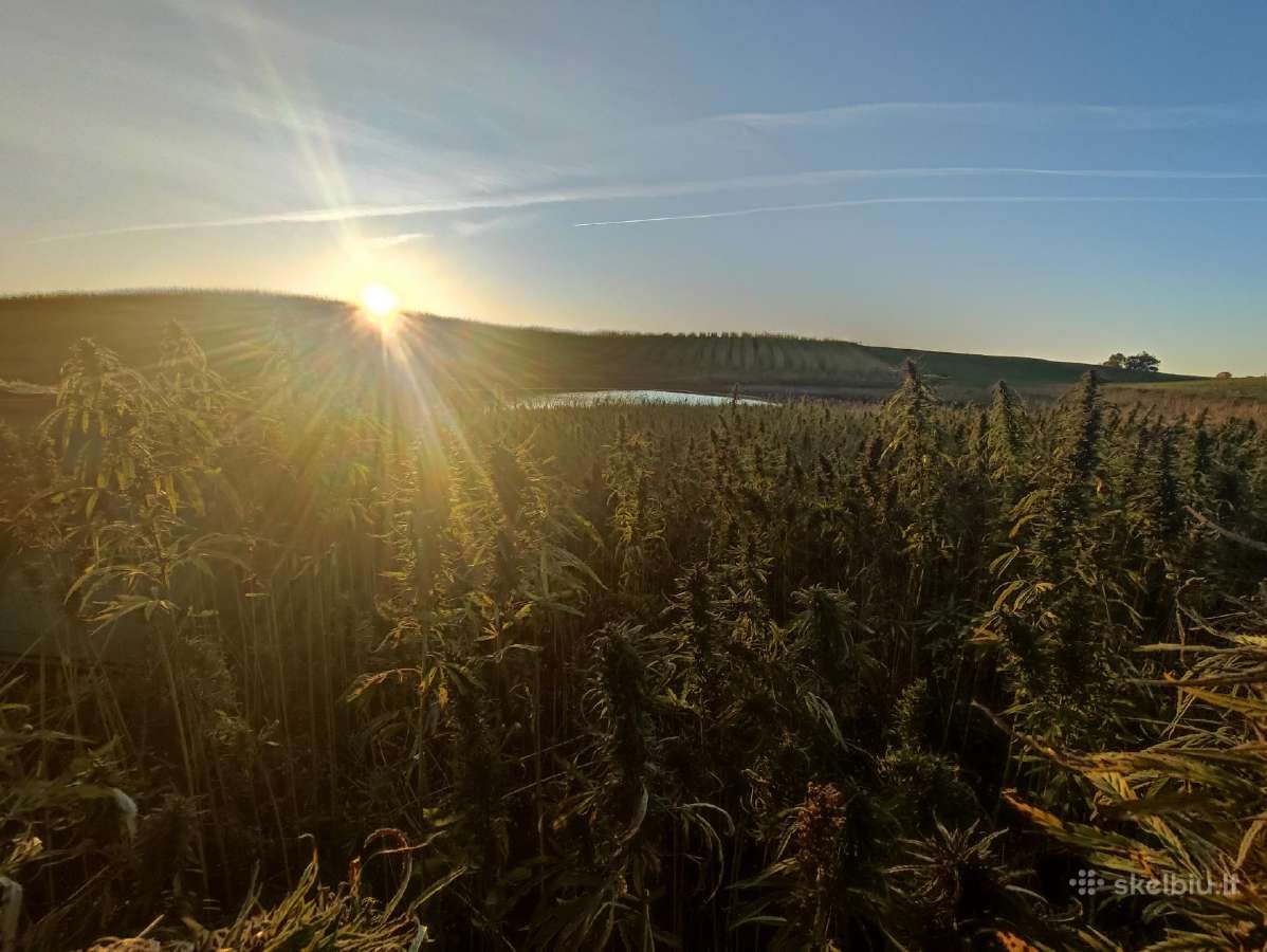 Šalto spaudimo kanapių aliejus - nuotraukos Nr. 5
