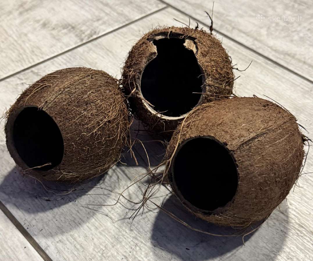 Akvariumo dekoracija kokosas