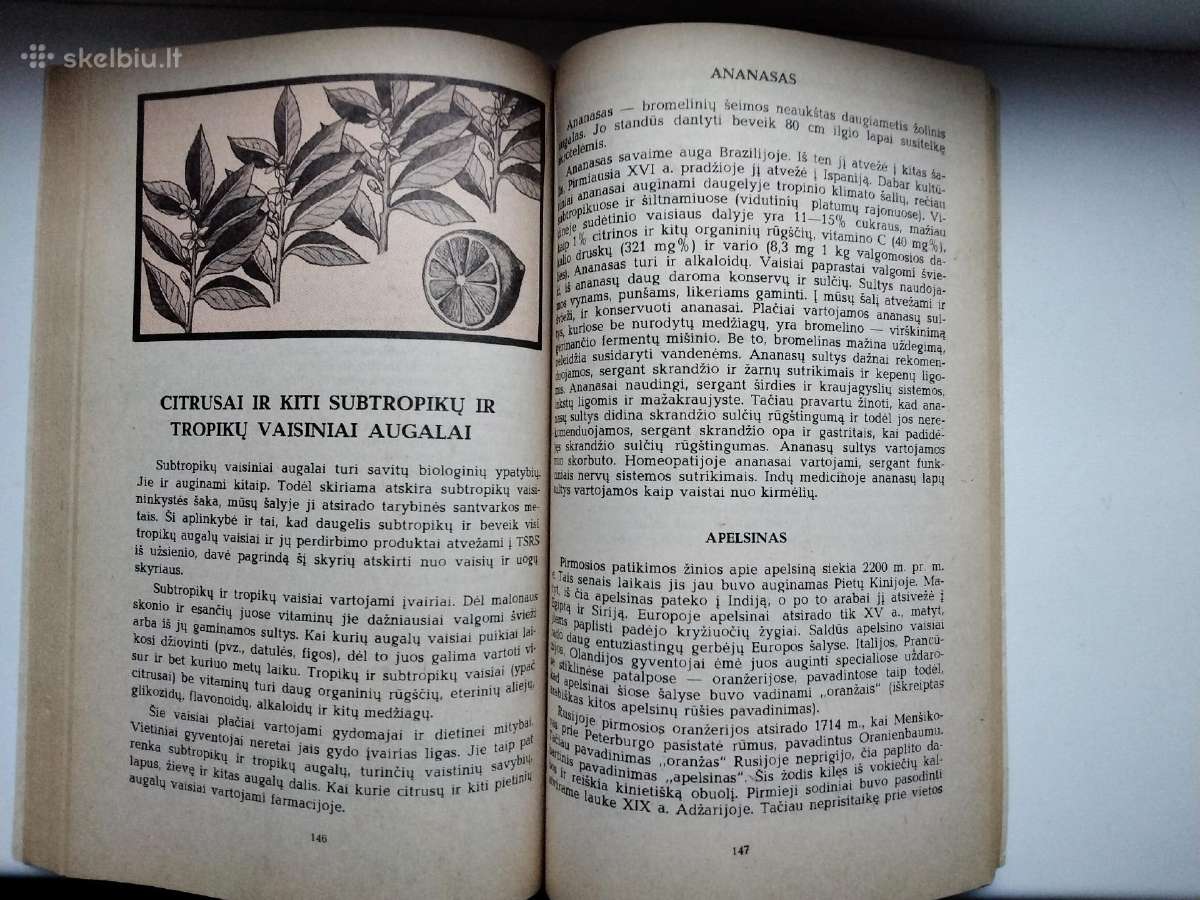 Augalų gydomosios savybės. Augalai ir kosmetika - nuotraukos Nr. 15