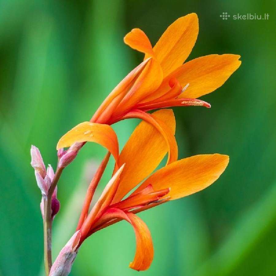 Canna musifolia - nuotraukos Nr. 2